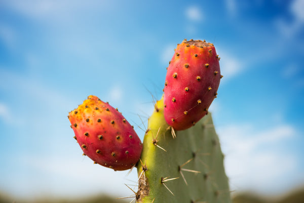 Kaktusfeigen-Kernoel