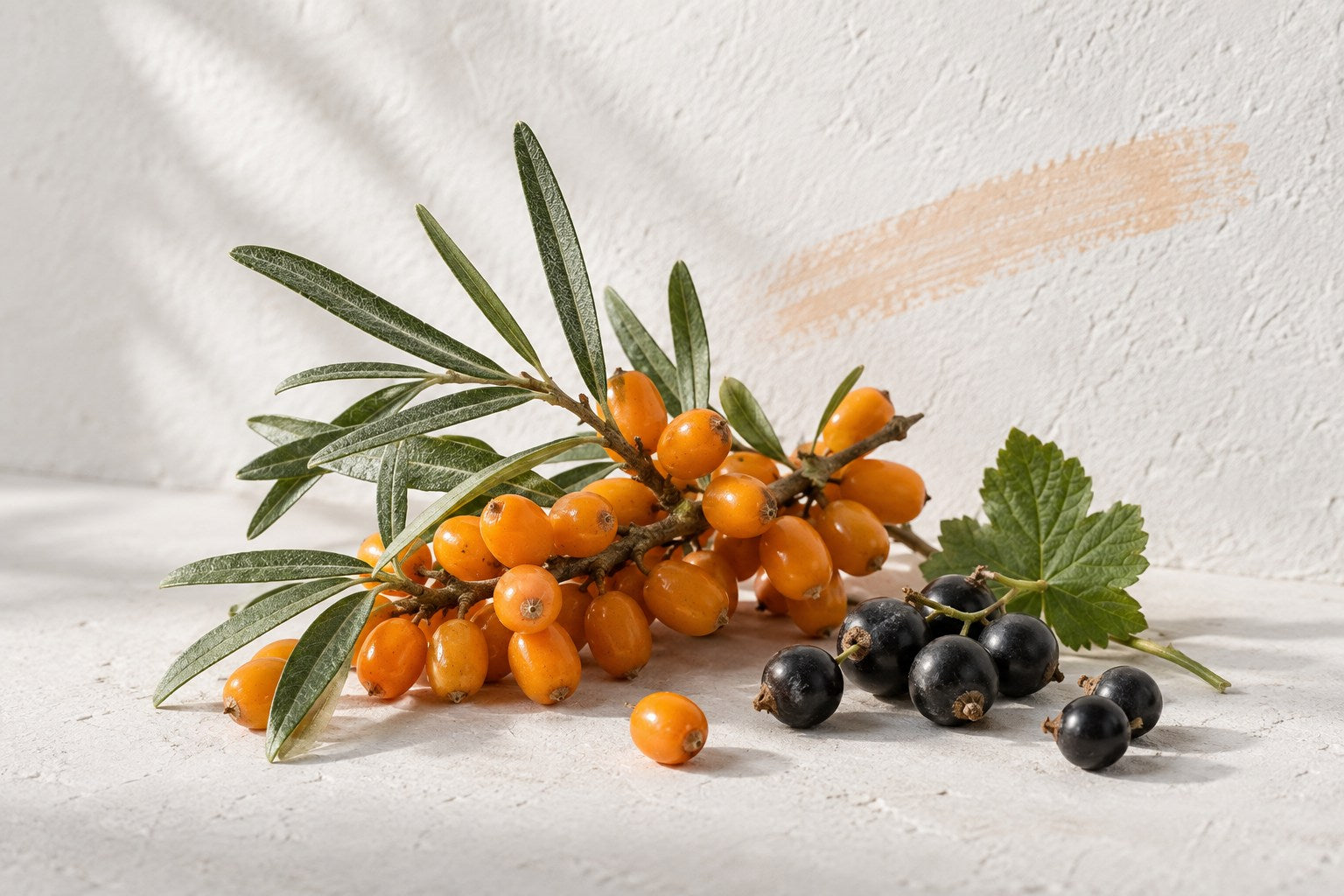 Sanddornbeeren und schwarze Johannisbeeren auf hellem Untergrund