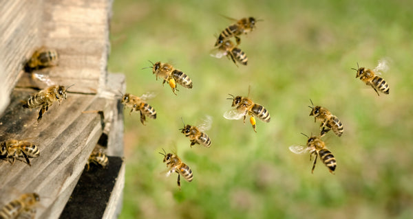 Bienen Fliegen zum Bienenstock