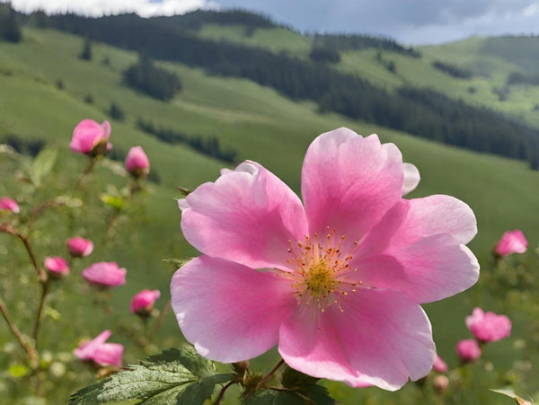 Demeter Hagenbuttenkernöl aus der Schweiz