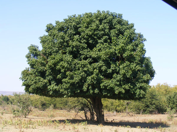 Trichilia-Baum