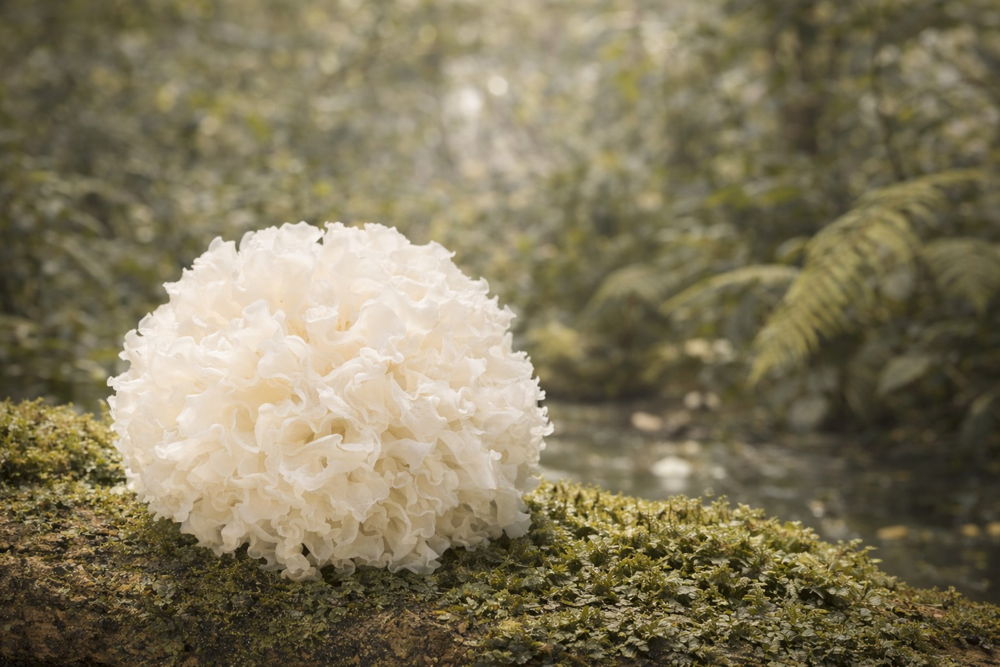 Tremella-Pilz – Bestandteil der BotaniQ-Feuchtigkeitspflege