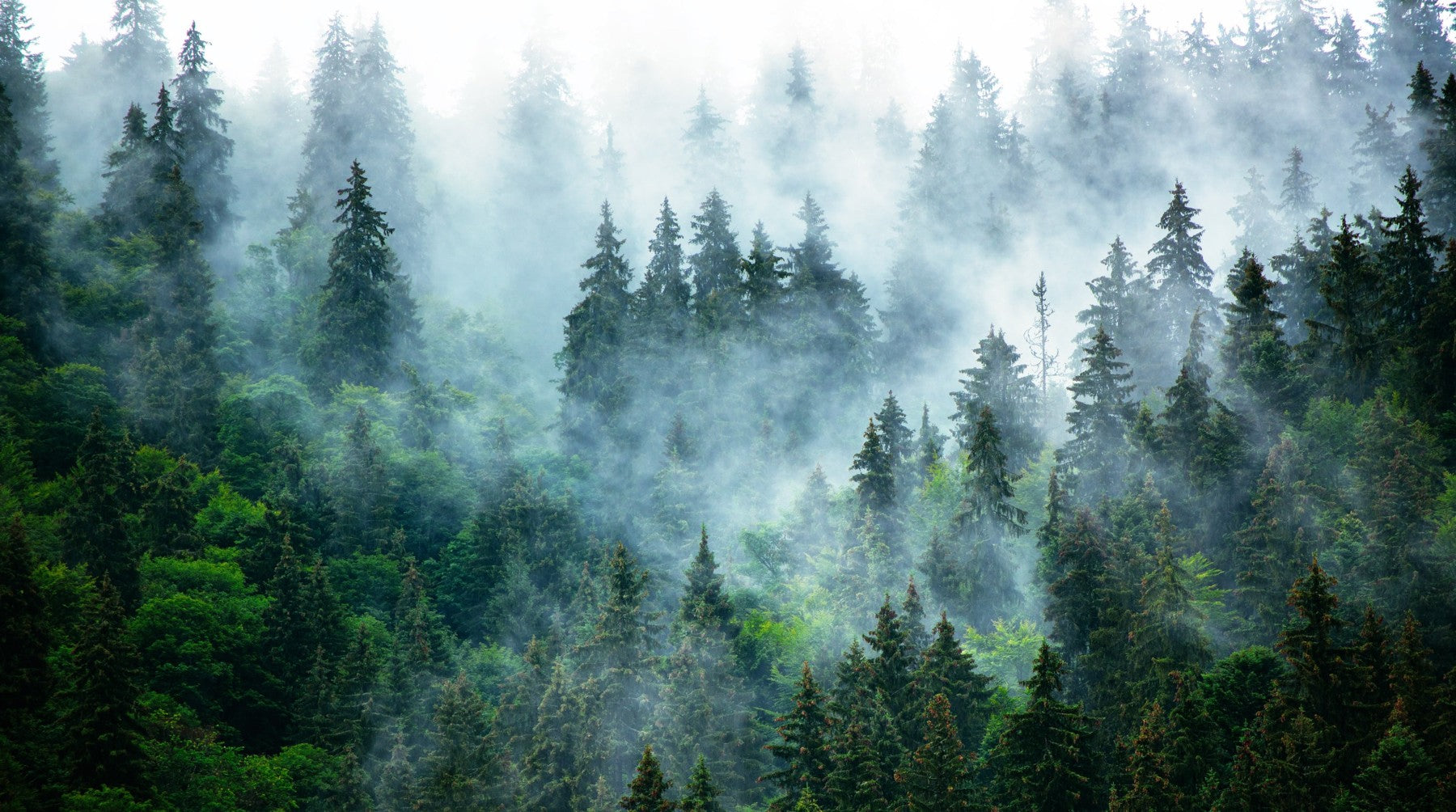 Nebel zwischen den Fichten