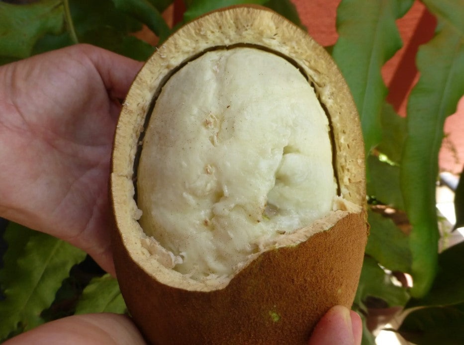 Beurre de cupuaçu bio